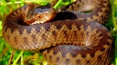 Stock photo had vijuki: jedovatý rezident lesů